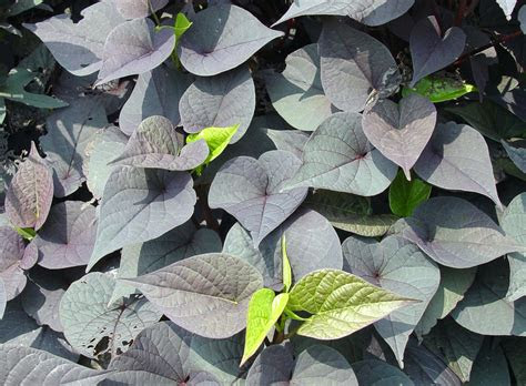 The links that form a chain are there to allow the metal configuration to have some flexibility and wrap around objects as needed. Ornamental sweet potato vine | Garden Housecalls