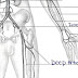 Arm Blood Vessels Labeled : Flat Wire Model / Each blood vessel's inner surface can be lined by a thin layer of cells, which are referred to as the endothelium.