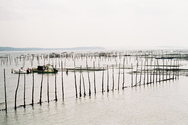 Parcs à huîtres