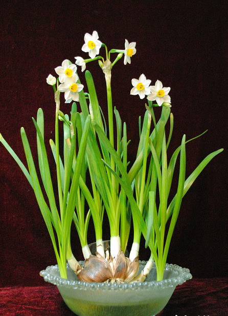 7 loại cây hút may mắn ào ạt vào nhà trong ngày Tết