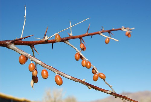 Branch