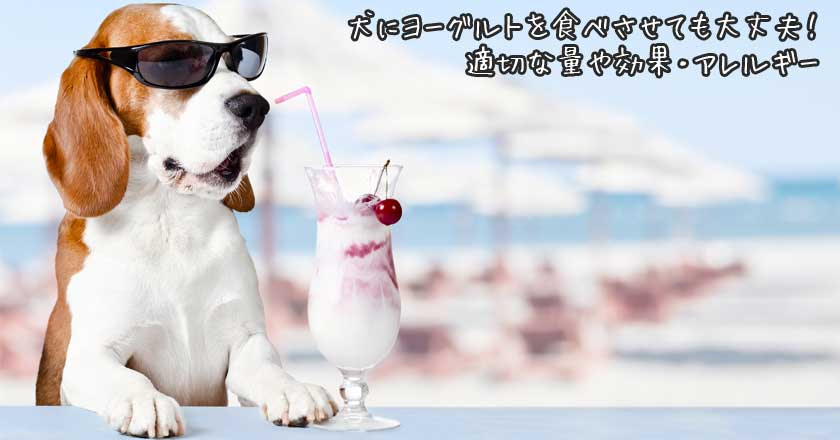犬にヨーグルトを食べさせても大丈夫 適切な量や効果 アレルギー