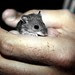 lonely field mouse.