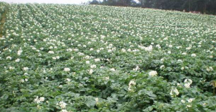 白花菜原来这样做更好吃 制作简单 口感香酥 香气四溢 吃了让人流连忘返 美食资讯 娱乐新闻网