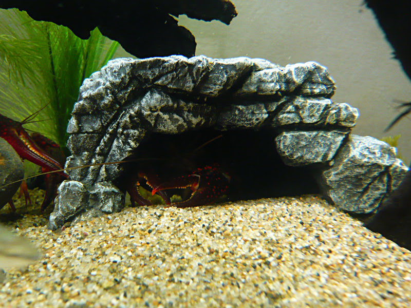 ザリガニ ウム 飼育日記ブログ 脱走犯を捕獲