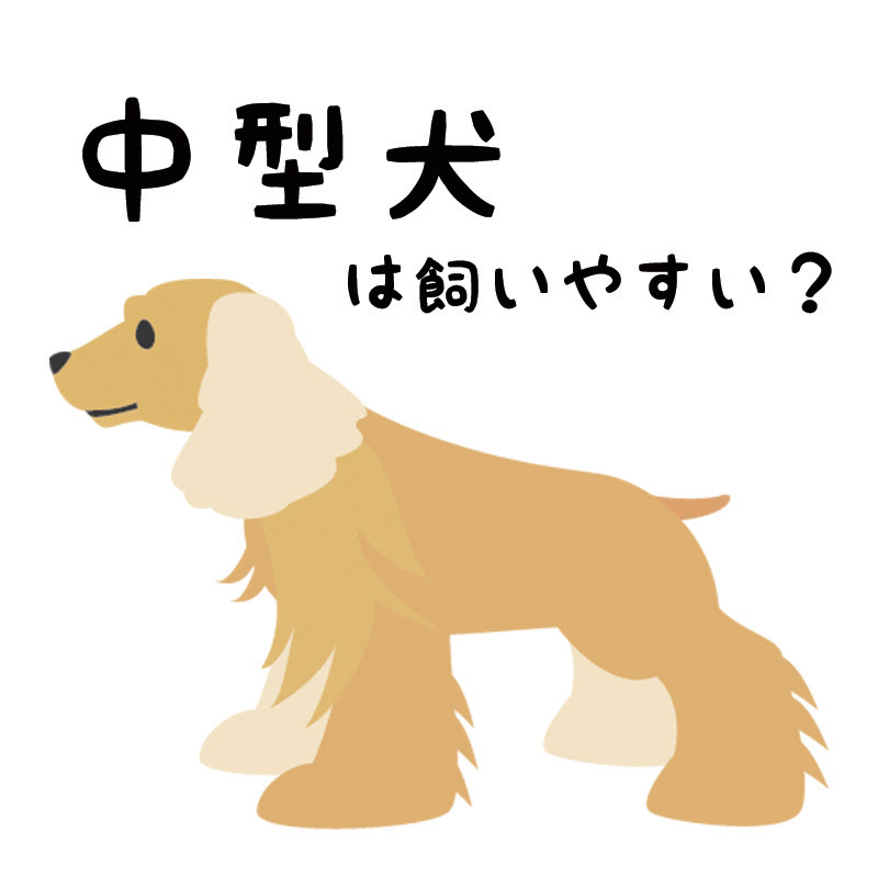 人気の中型犬5種 中型犬は飼いやすい