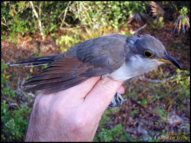 Yellow-billed Cuckoo