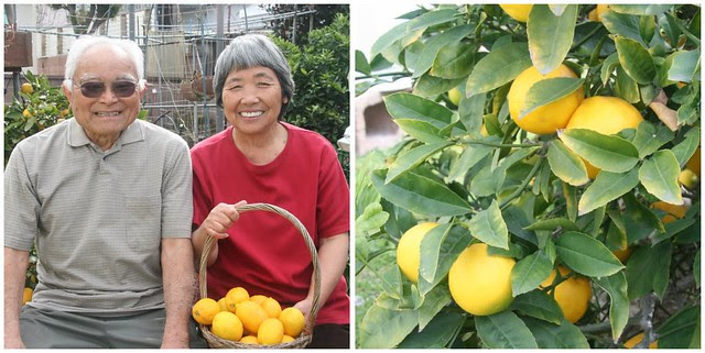 Lemon Week 2011