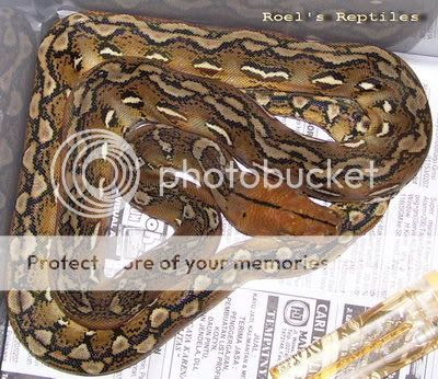 Reticulated Python Info - Wallflower Herpetoculture