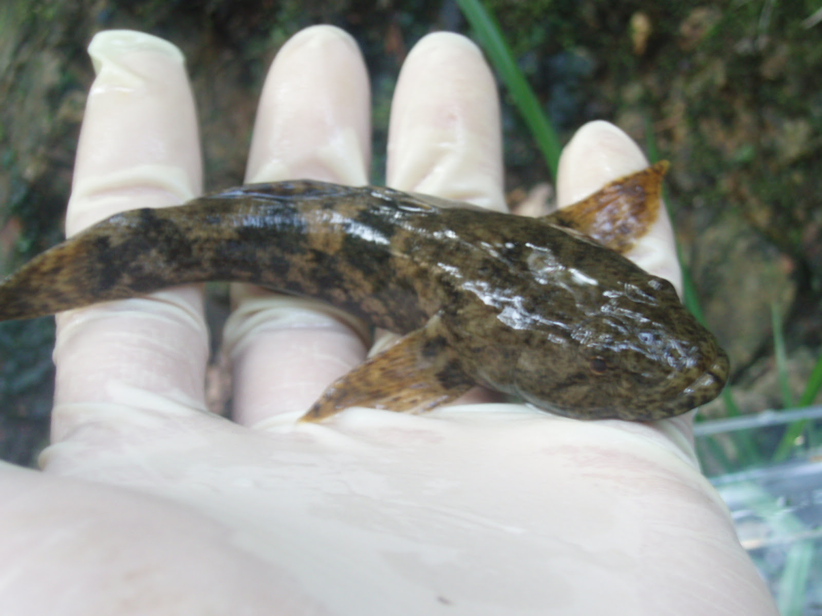 趣味はと聞かれれば淡水魚と答えます お魚図鑑 10 ドンコ