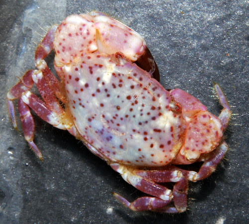 Reef Crab