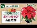 ポインセチア 花言葉 結婚しない 189557-ポインセチア 花言葉 結婚しない