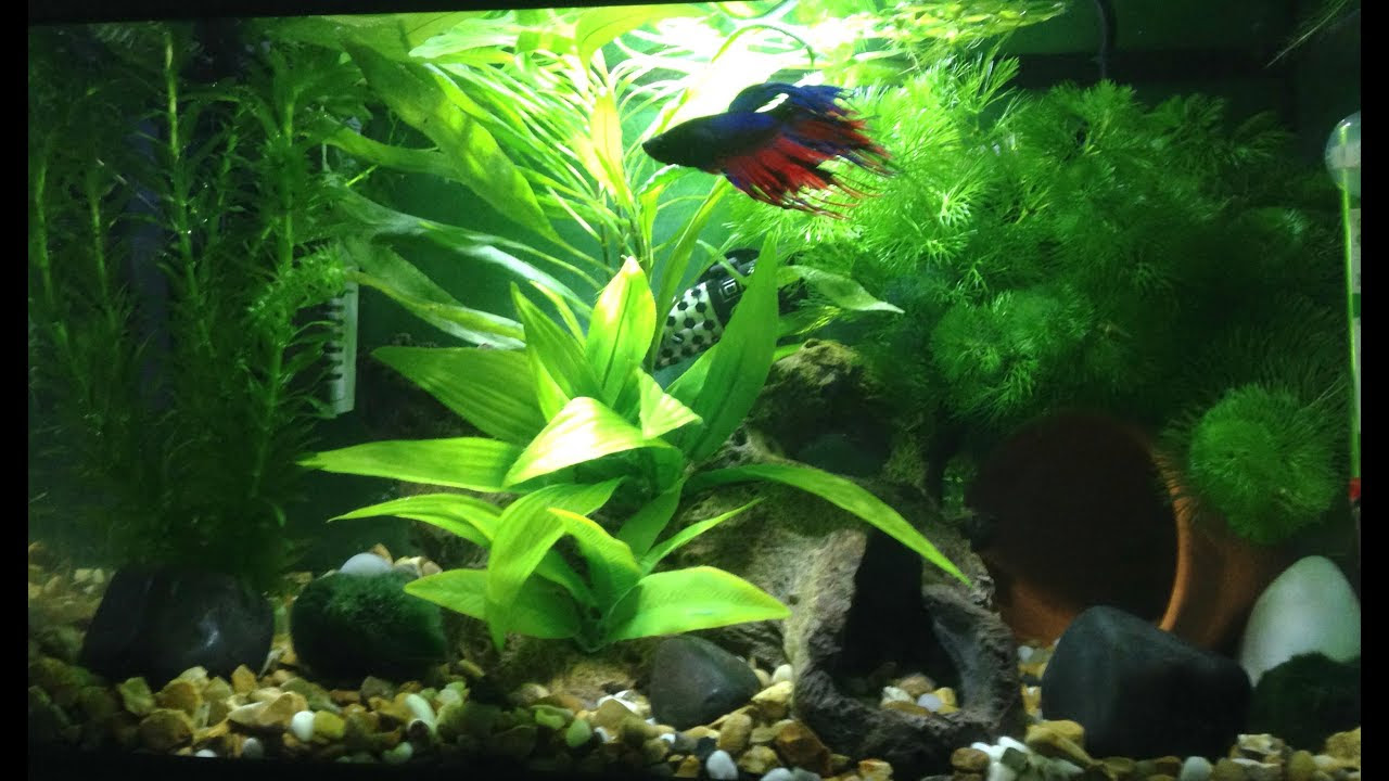 5 Gallon Betta Fish Tank UPDATE! (planted) (aquarium