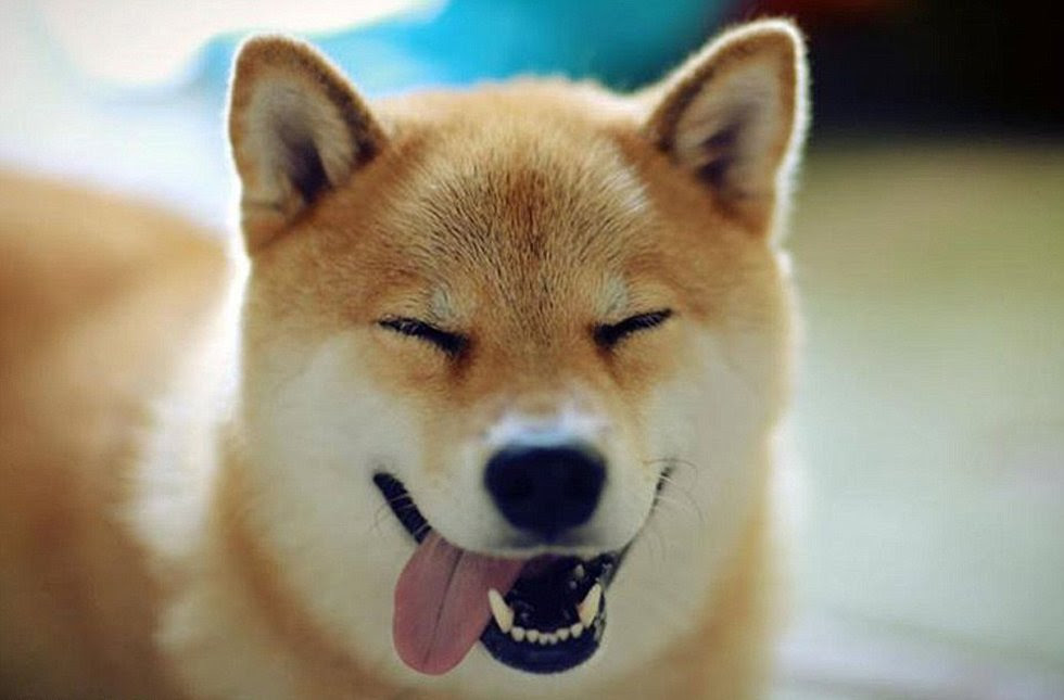 日本の 笑う柴犬 世界一幸せな犬 中国網 日本語