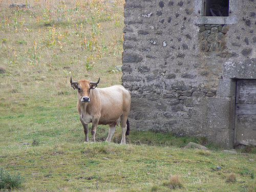 vache dvt le buron.jpg