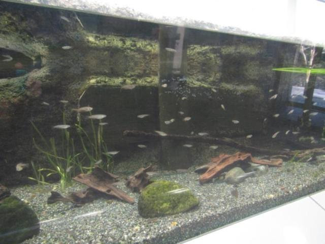 大水槽ガラス面にある なぞの卵塊 オフィシャルブログ 東山動植物園