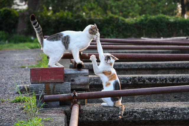 猫のじゃれあいを魅力的に撮りたい