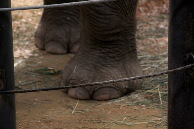 elephants, oregon zoo