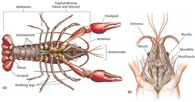 Biology Diva / Zoology Chapter 31