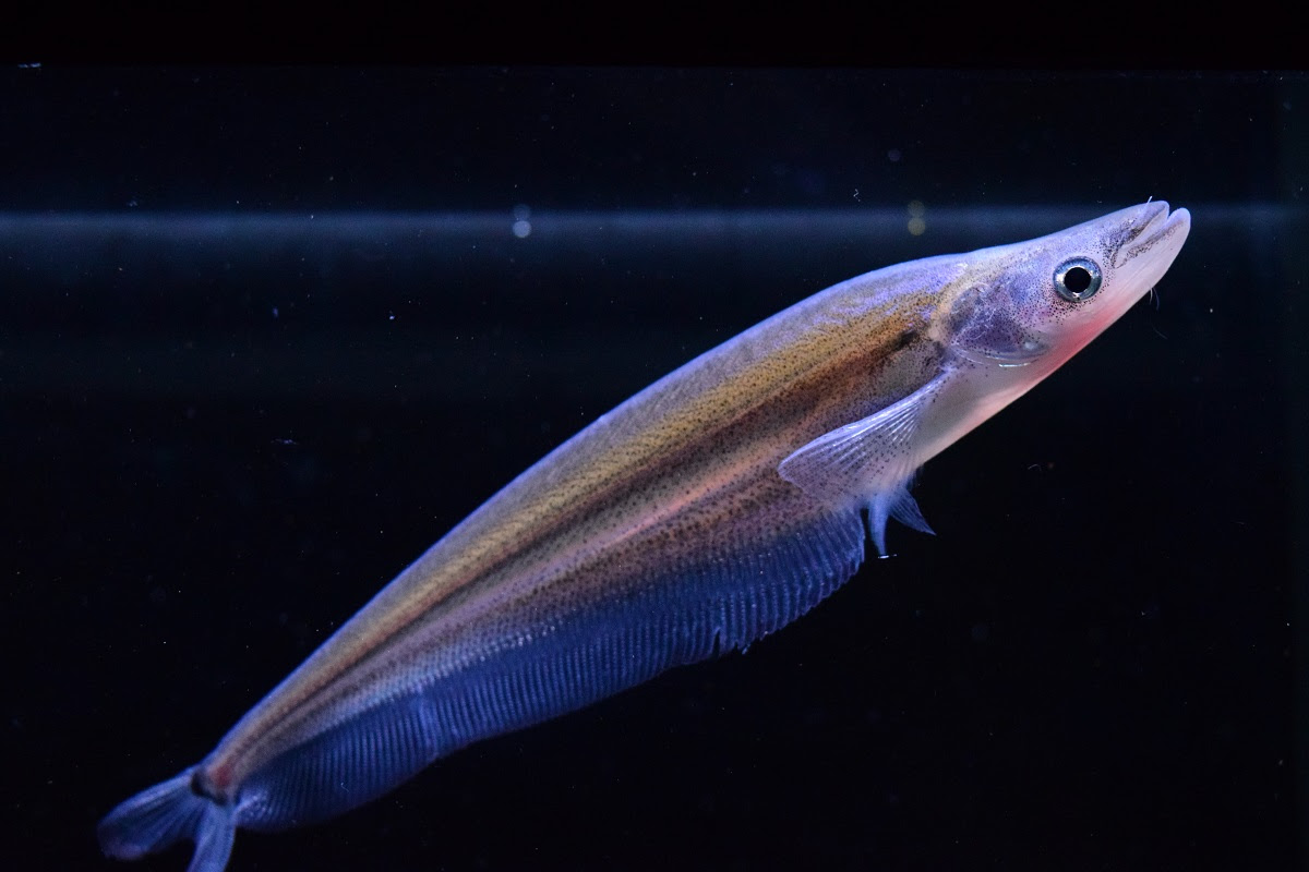 アジアのナマズ 静岡市の熱帯魚専門店 大型魚 古代魚 珍魚 World Rivers