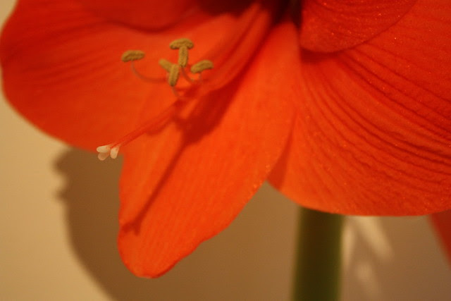 Amaryllis