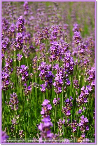 Lavender Love
