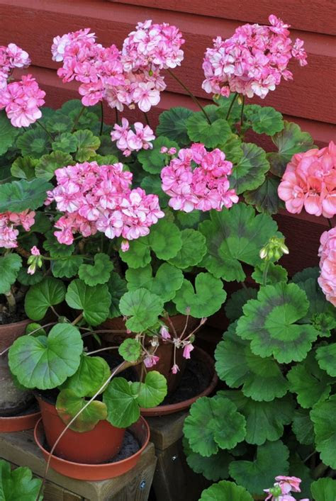 Whether you can't tell an annual from a perennial or a sedge from a succulent, green up your thumb by learnin. 18 Plantas de flores para tu jardÃ­n
