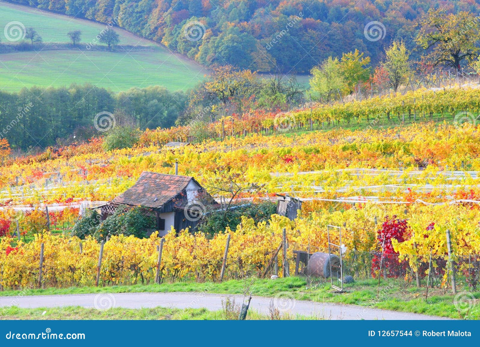 Vineyard Stock Images - Image: 12657544
