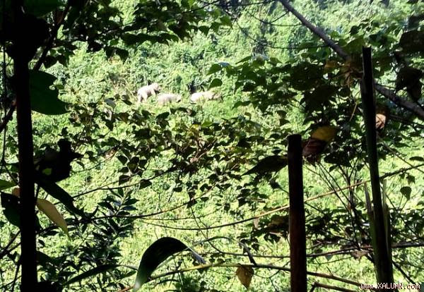 Đàn voi rừng thường xuất hiện gần bìa rừng ở xã Quế Lâm để kiếm ăn