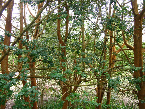 Luma apiculata