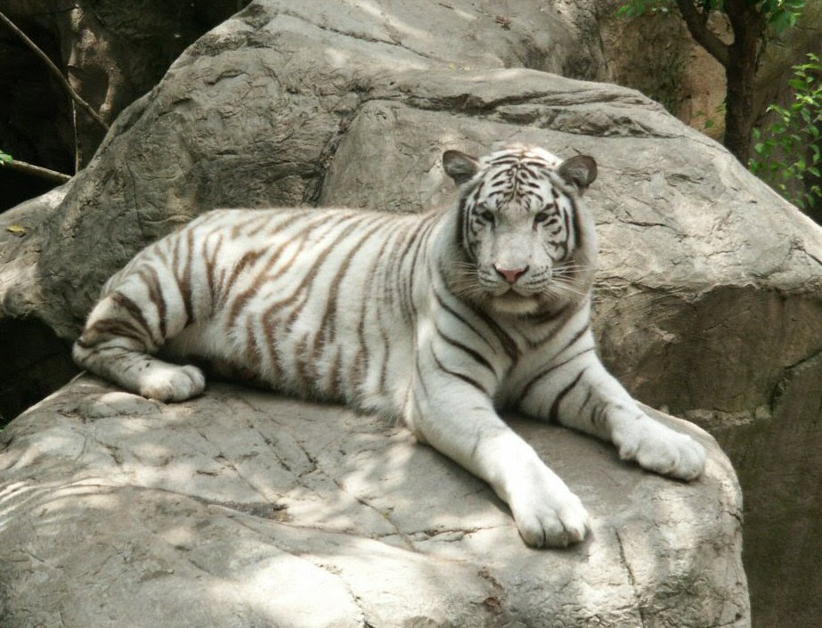 White Bengal Tiger WhoZoo