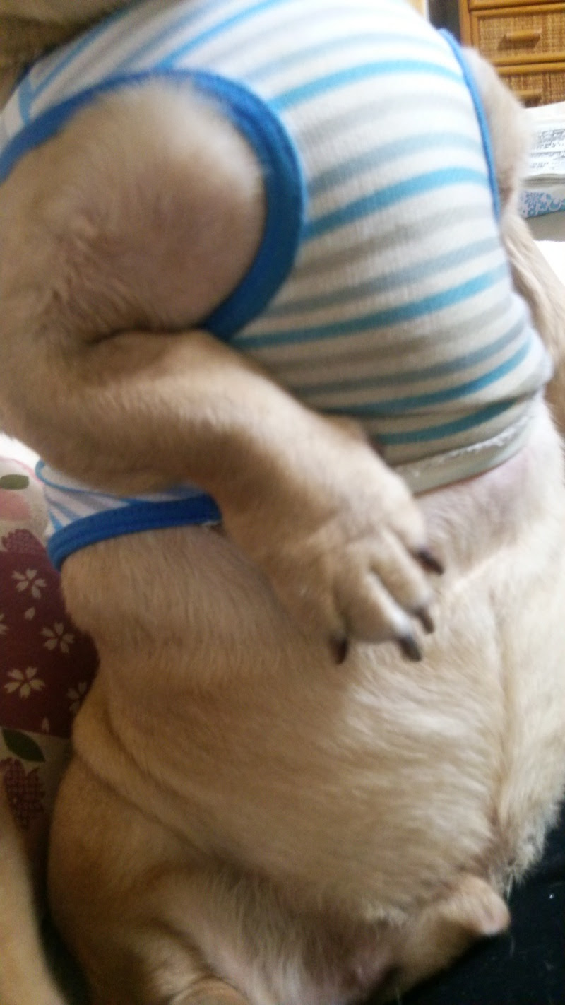 蒼のそうなんです メタボ犬と ポンコツと