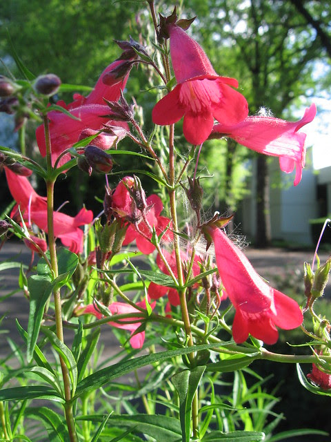 Lovejoy Fountain flowers