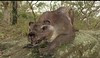 Thylacoleo
