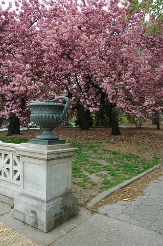 Kanzan Cherries, Prospect Park, Grand Army Plaza