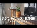 観葉植物 パイナップル みたいな 212302