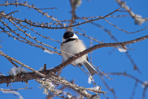 Black-capped Chickadee