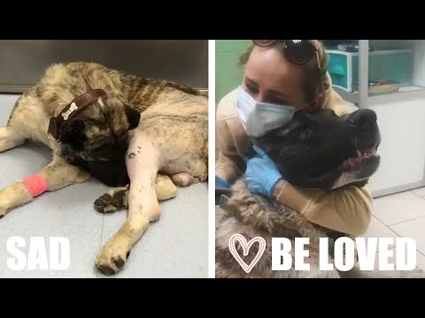 Giant street dog needs help with a destroyed joint.