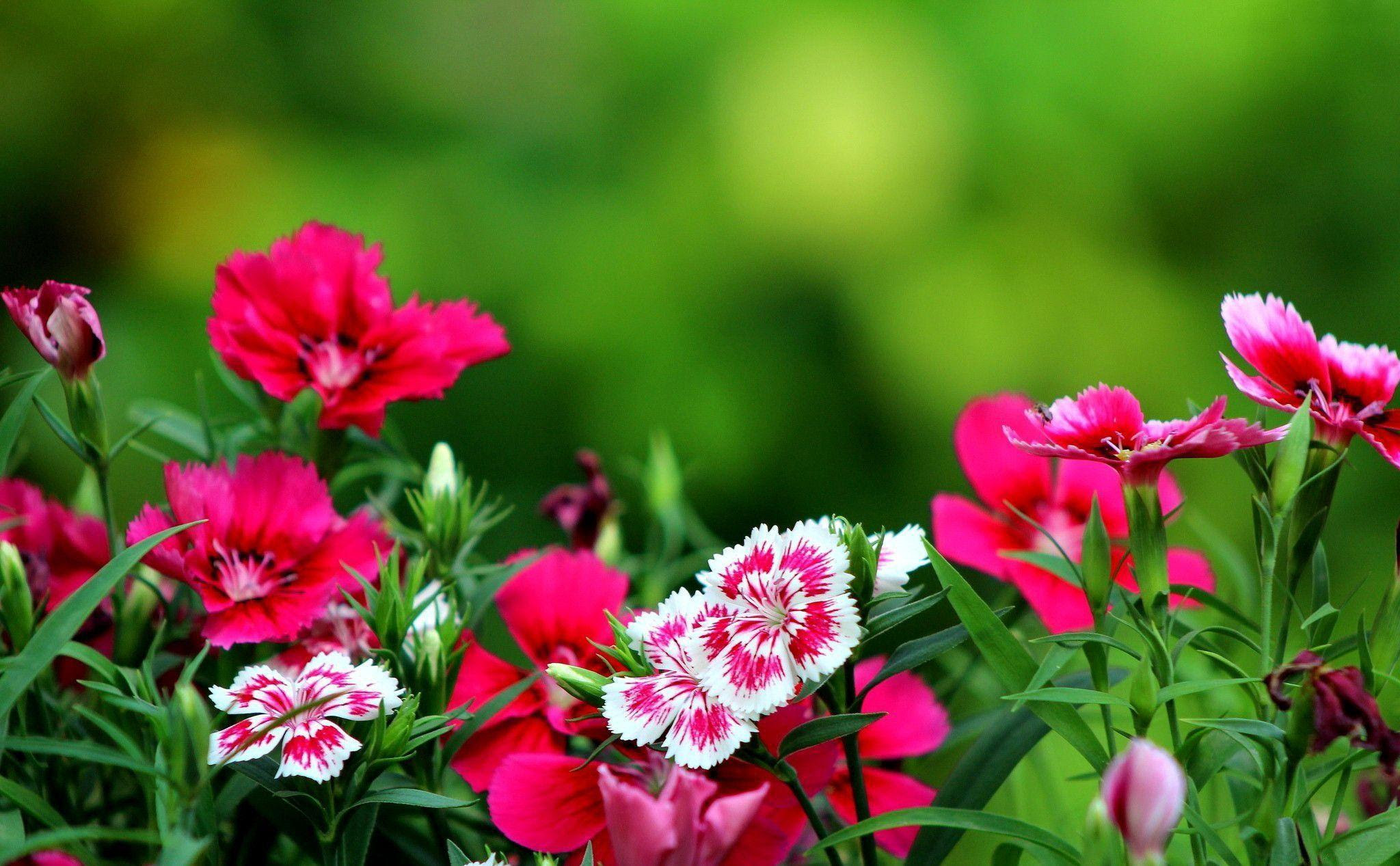 Pictures Of Flowers For Desktop Backgrounds Wallpaper Cave Pictures Of Flowers For Desktop Backgrounds Wallpaper Cave