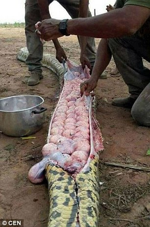 The incident happened in Nigeria where local media said the snake had been killed over accusations it had been feasting on farmers’ livestock