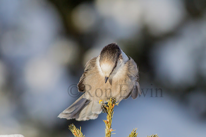 Gray Jay