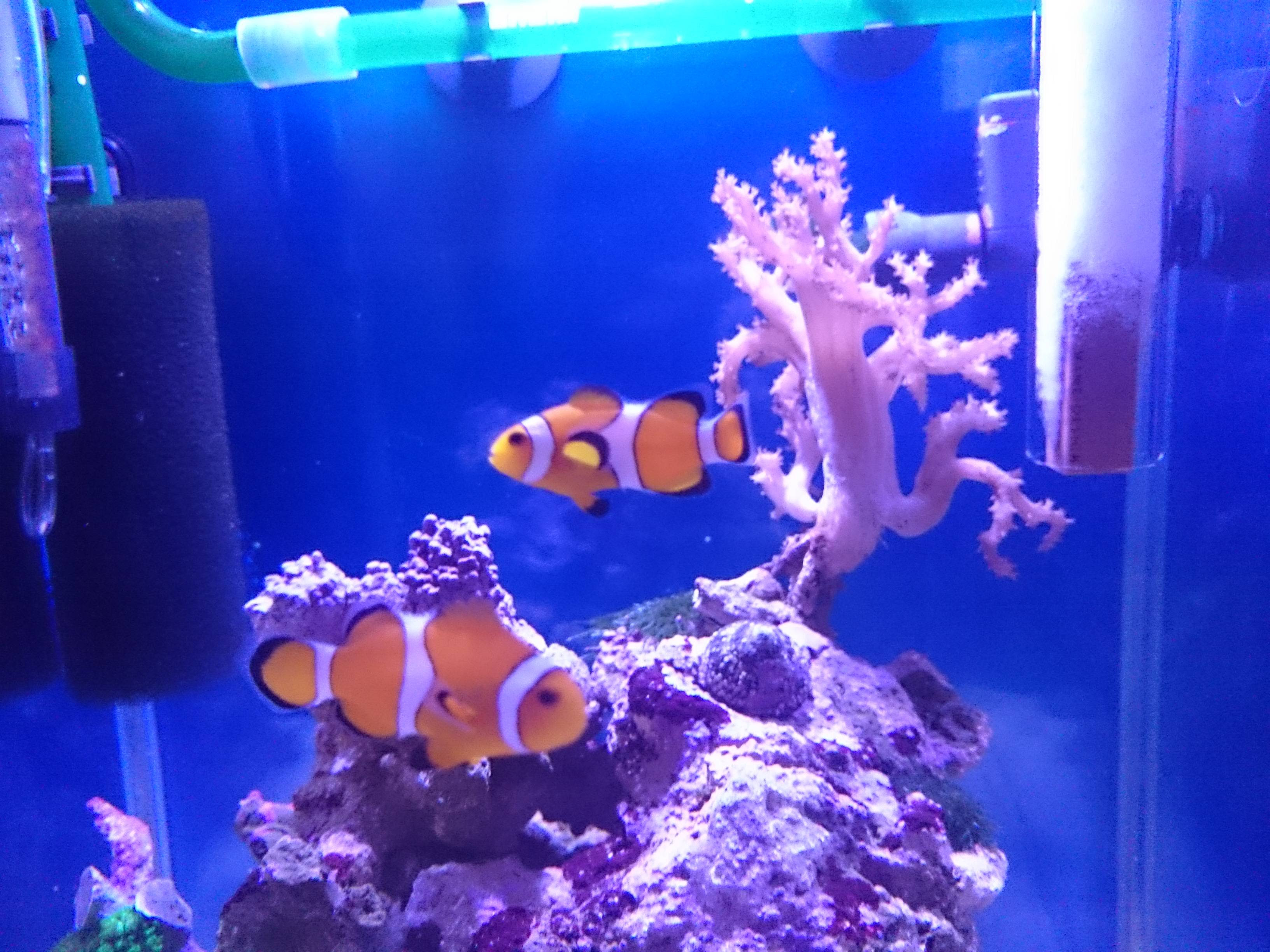 白点病がようやく終息しました 30cm水槽の海水魚飼育