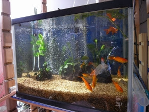 エアレーション 金魚と温泉とワイン