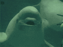 Beluga Beluga Blowing Bubbles animated GIF