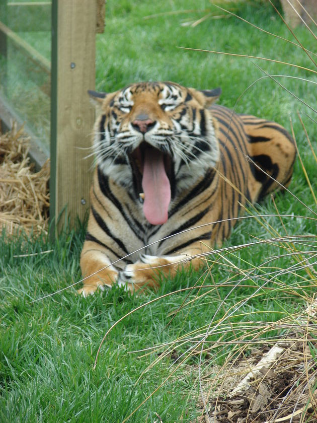 New zoo crew - ABC News (Australian Broadcasting Corporation)