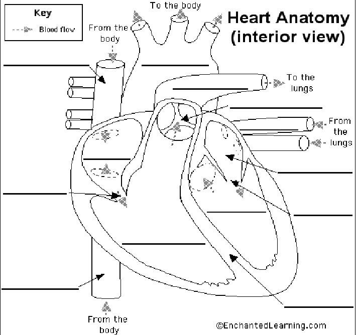 circulatory system worksheet ks2 - Clip Art Library