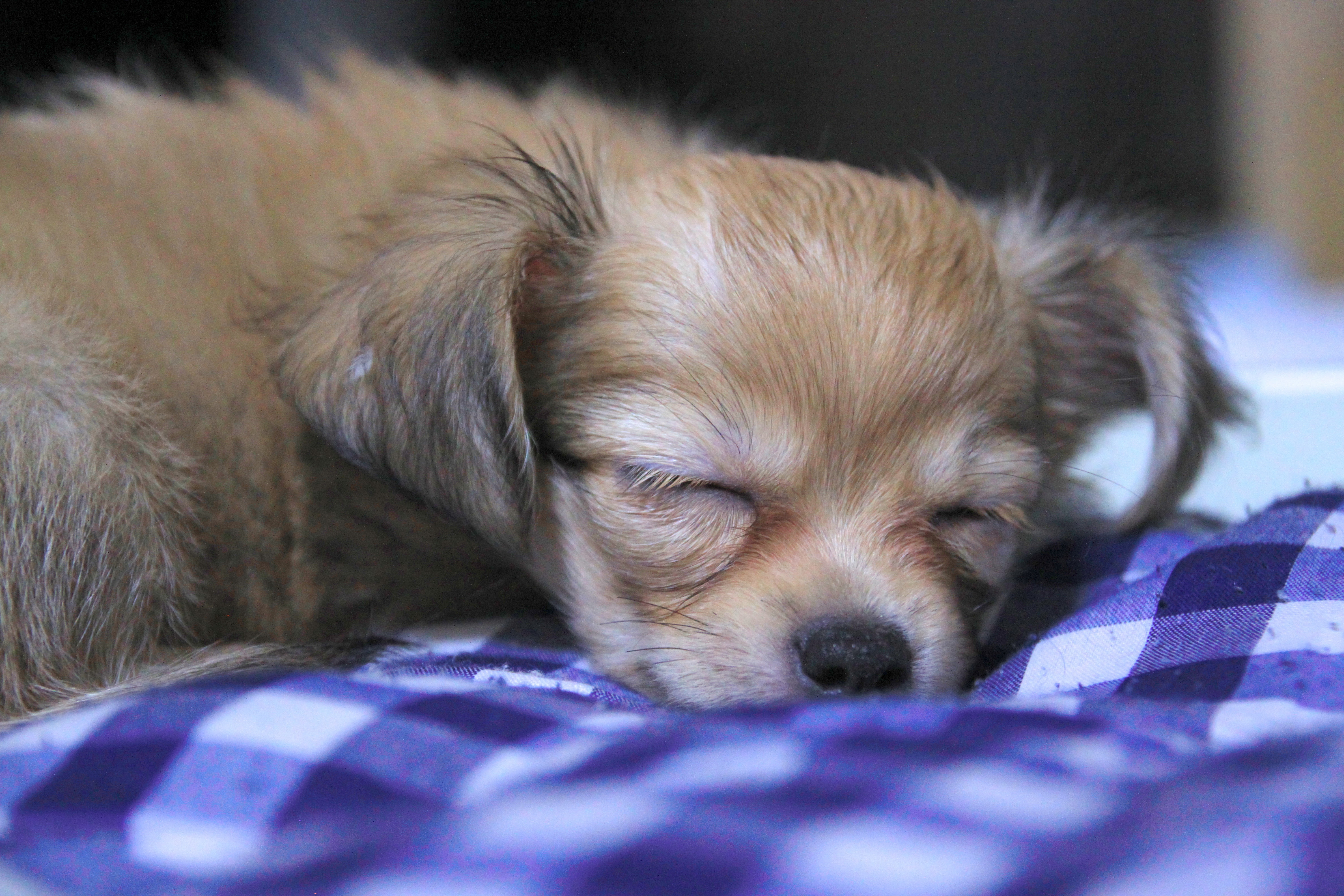 愛犬がなかなか起きない 犬の睡眠時間の秘密 人間よりも多い 少ない