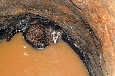 Macan tutul terperangkap masuk sumur berendam dalam kubangan air sumur.
