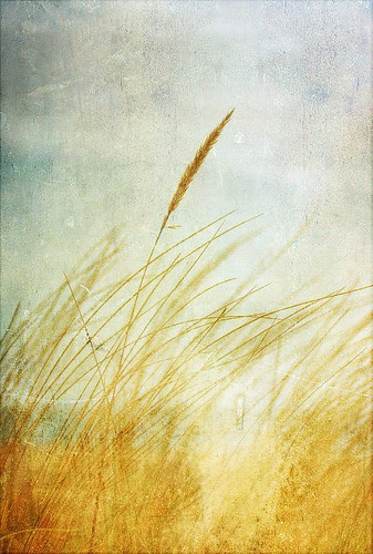 Sea Grass - EXPLORED