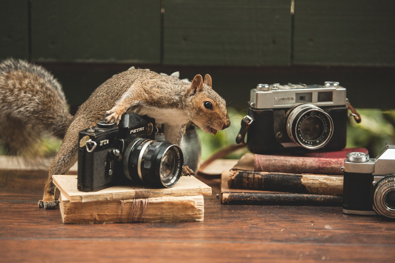 squirrels1
